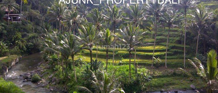 Tanah Loss Sungai Area Premium, 5 Menit Ke Central Ubud 1