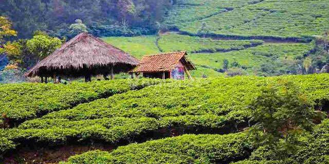 Dijual Cepat Perkebunan Teh Hijau Produktif 1