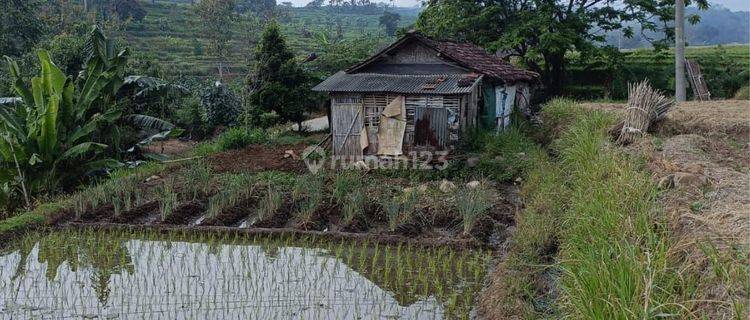 TANAH SUBUR HARGA RAMAH DI GLISEM PACET KABUPATEN MOJOKERTO. 1