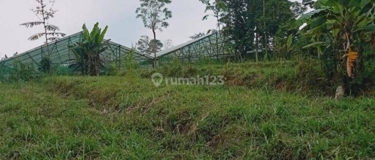 Tanah Kebun Subur Harga Ramah Di Tutur Wetan Kabupaten Pasuruan. 1