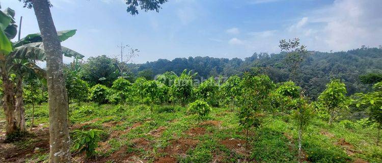 Tanah Seluas 3 Hektar di Kab Cianjur Dijual, Akses Jalan Beton 1