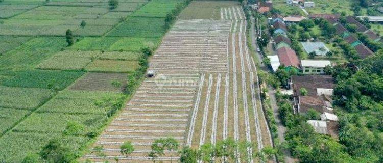 Akses Jalan Mudah Tanah Pertanian Aktif 2.4ha Tempeh Lor Lumajang Murah 144rb An M2 1