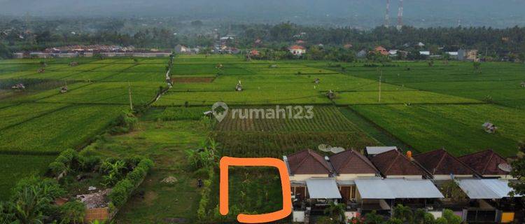 FREEHOLD LAND  IN LOVINA AREA WITH RICE FIELD AND MOUNTAIN VIEWS 1