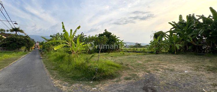 RARE LAND  IN CENTRAL LOVINA JUST 100 METERS FROM THE BEACH 1