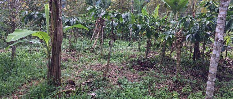 Tanah Perkebunan Kopi 100 Are Murah Di Buleleng Ls 1