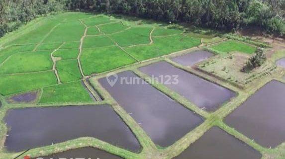Jual Cepat Tanah Dengan View Gunung Klabat Desa Pinilih Dimembe  1