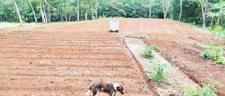 Lahan Peternakan Untuk Usaha di Desa Cibaregbeg ,swd  1