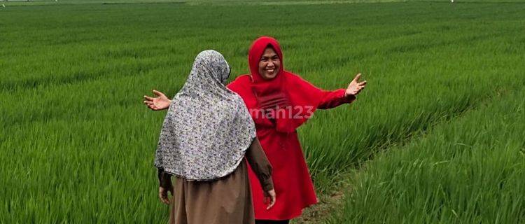kavling di jual berbentuk sawah yang masih beroperasional 1