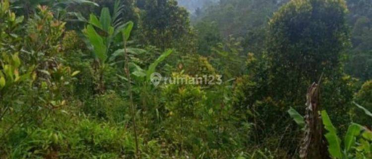 Selling 6.5 Ha Freehold Land at Turyapada Tower Buleleng  1