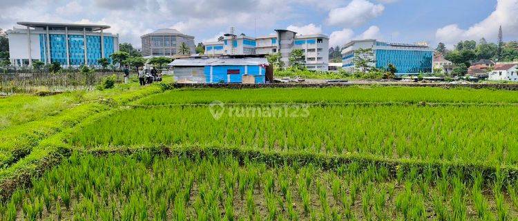 Tanah Sawah Sejajar Dgn International Boarding School Al Azhar 1