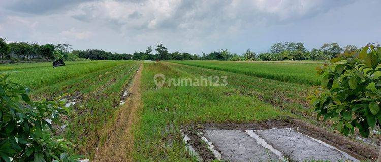 Tanah Sawah SHM Kawasan Prambanan Klaten 1