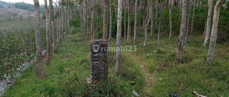 Tanah Atau Kebon Jati Luas di Kabupaten Garut 1