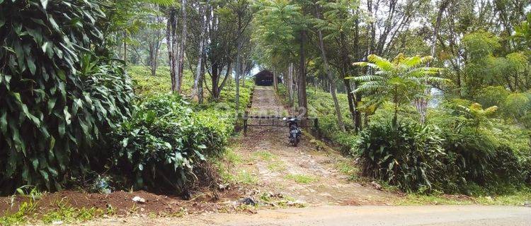 Dijual Tanah Perkebunan Di Purwakarta Harga Nego Pisan Cocok Buat Perumahan Gudang Dan Investasi 1