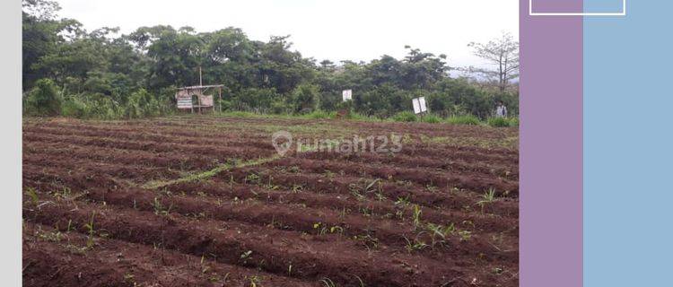 Tanah Pribadi Luas Subur Strategis Dekat Kampus Uin Malang 1