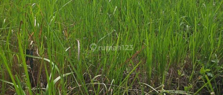 Tanah Subur Murah Untuk Kebun Atau Sawah Udara Sejuk Kota Batu 1