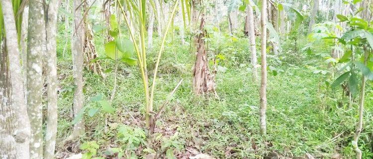 Tanah di Sepete ,ungaran Timur Al 5852  1