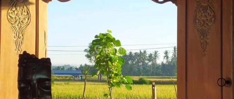 FOR RENT VILLA UBUD RICE FIELD VIEW 5 MENIT FROM RUSTERS KAFE 10 MENUTES FROM CENTRAL UBUD  1