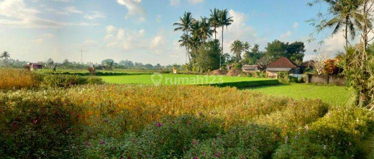 For rent villa rice field view Sayan Singakerta ubud. 10 minute from central ubud. 30 minutes from sanur, 40 minutes from canggu. 1