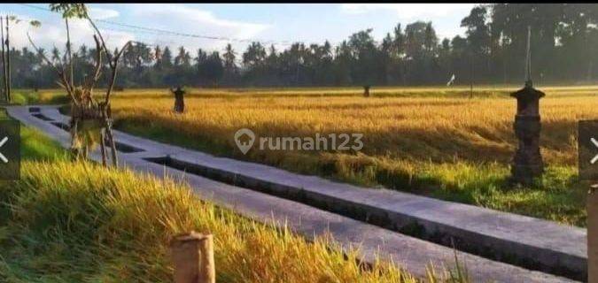 For Rent Villa 2 Bedroom Villa Available December 3 And Available Now 1 Bedroom With Natural Panoramic Views Of The Most Beautiful Rice Fields In Ubud, Feel The Sensation  Ubud Strategis , 10 Menutes Central Ubud, Villa Beautiful Rice Field View 2 Bedroom 1