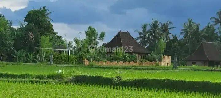 For rent  Villa rice field view Sayan Ubud 10 menutes from mongkey forest center ubud 40 menutes from Canggu Nyanyi beach Tanah Lot tabanan Bali Indonesia in the middle of rice fields 10 menutes from Central Ubud Bali Indonesia rice field view  1