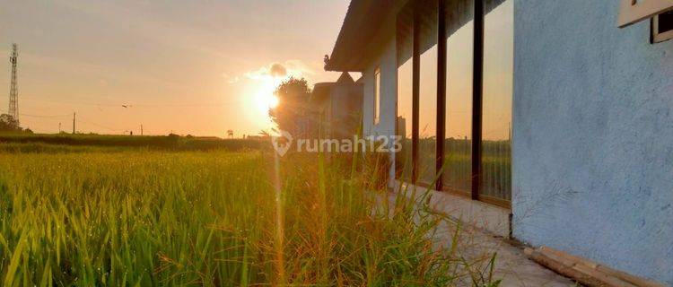 For rent the villa is in the middle of a large rice field, rice field view Sayan 10 menutes from Central Ubud Gianyar, mongkey forest Ubud Gianyar Bali For rent Villa Ubud Gianyar 10 menit ke Central Ubud mongkey forest center ubud 40 menutes ke Canggu Ba 1