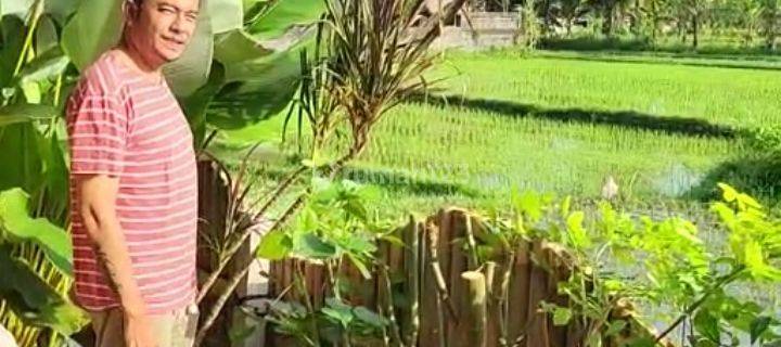 For rent villa ubud rice field view 5 menutes from RustersKafe Sayan Ubud Gianyar 10 menutes from mongkey forest center ubud Bali 10 menutes from Pepito Supermarket  1