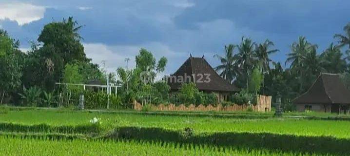 For Rent Villa Ubud 3 Bedroom 10 Menutes From Mongkey Forest Sentral Ubud Gianyar 40 Menit From Canggu Nyanyi Beach Tanah Lot Tabanan For Rent The Villa Is In The Middle Of A Large Rice Field, Quiet , Rice Field View Sayan 10 Menutes From Central Ubud Gia 1