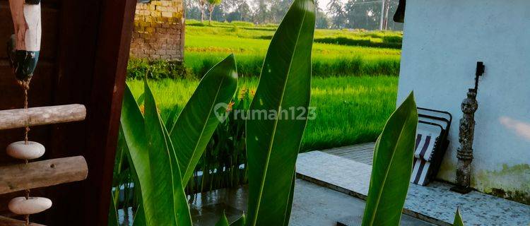 For Rent Villa Ubud Bali 3 Bedroom, Panorama Middle Of A Large Rice Field 10 Menutes From Pepito Supermarket 12 Minutes From Central Ubud Monkey Forest,40 Minutes From Canggu Nyanyi Beach,*5 Minutes From Rusters Cafe Ubud, Kitchen, Washing Machine, Fast W 1