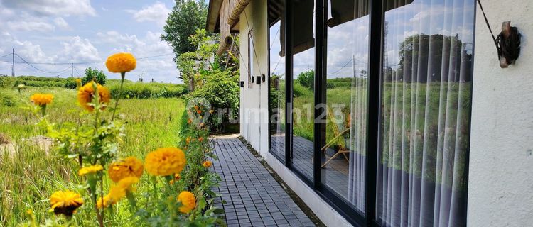 For Rental Villa 10 minutes to the central center of Ubud mongkey forest center ubud Bali Indonesia UBUD BALI VILLA Rice Field View only 5 menutes from RUsters Kafe Sayan Ubud Bali Indonesia strategic near From Westin Ubud 12 menutes from Central Ubud Bali Indonesia 1
