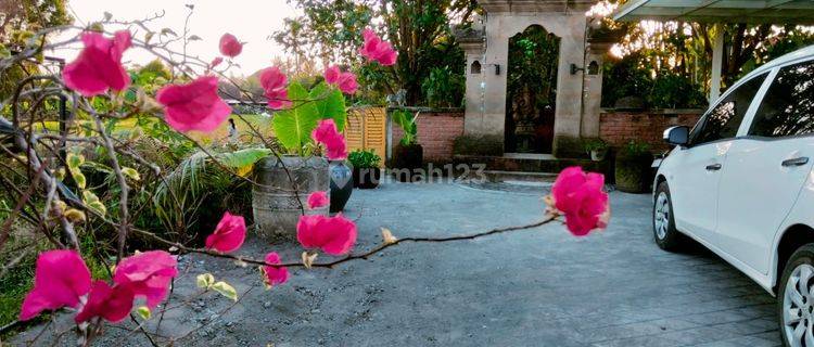 Villa For Rent Rice Field View Quite In Ubud Gianyar 10 Menutes From Mongkey Forest Sentral Ubud Gianyar Bali 40 Menutes From Canggu Nyanyi Beach Club Bali Indonesia  1