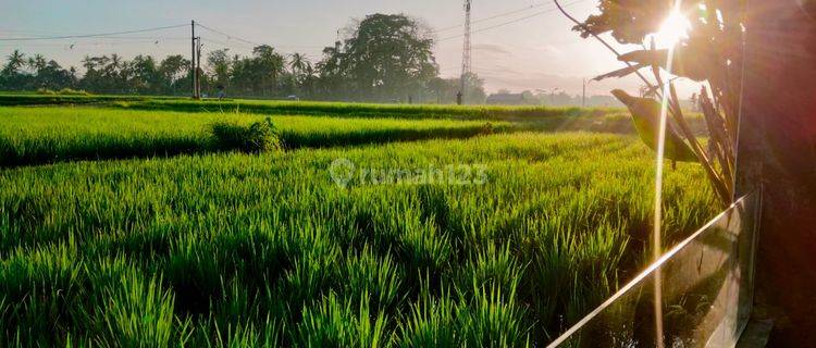 For Rent Villa Ubud 3 Bedroom Beautiful Rice Field View Sayan Singakerta Ubud Gianyar 10 Menutes From Mongkey Forest Sentral Ubud Gianyar 40 Menit From Canggu Nyanyi Beach Tanah Lot Tabanan Bali Indonesia Strategis Price Idr 19.000.000 Per Month ......for 1