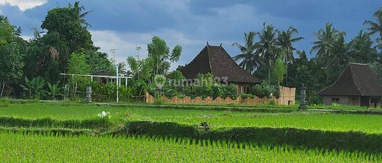 For Rent Villa Ubud Most Beautiful Rice Fields View.*10 Minutes From Central Ubud, Monkey Forest,*40 Minutes From Canggu Nyanyi Beach,*5 Minutes From Rusters Cafe,3 Bedroom 3 Bathroomfully Furnished Kitchen, Washing Machine, Service Area, Fast  1