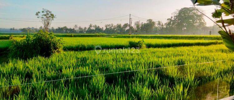 For rental Villa Ubud 10 menutes from mongkey forest sentral Ubud Gianyar 40 menit from Canggu Nyanyi beach Tanah Lot tabanan most beautiful rice field view Sayan Ubud Gianyar 10 menutes from mongkey forest center ubud 40 menutes from Canggu Nyanyi beach  1