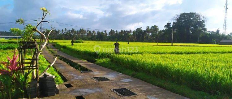 For rent Villa 3 bedroom with 3 bathroom in Ubud the most beautiful view of the rice fields in
Sayan Ubud Bali, 
12 menutes from Central Ubud monkey forest 40 menutes from Canggu Nyanyi beach,
5 menutes from Rusters Kafe & Pepito Supermarket Sayan Ubud,
A 1