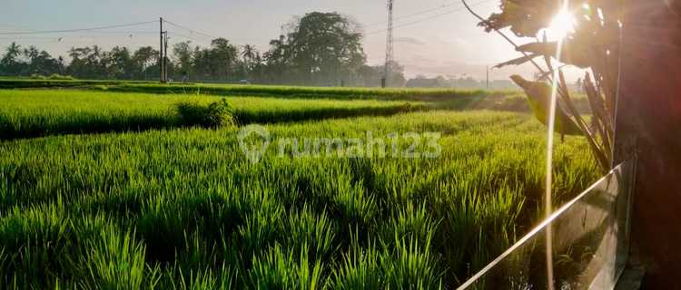 Villa for rent in Ubud 12 minutes from Central Ubud monkey forest 40 menutes from Canggu Nyanyi beach Tanah Lot Tabanan Bali Villa in the middle of rice field with Rice Field View Ubud Bali Indonesia strategic near From RUsters Kafe Sayan Ubud  1