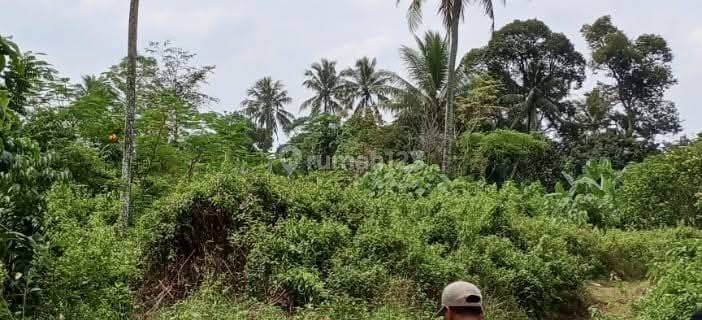 Tanah 2 Hektar Lokasi Strategis di Jalan Raya Utama Cisauk Depan SPBU Dangdang, Tangerang 1