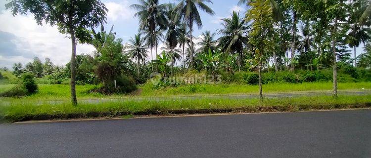 Tanah 11,5 Hektar di Ring road 2 dekat TRANSMART  1