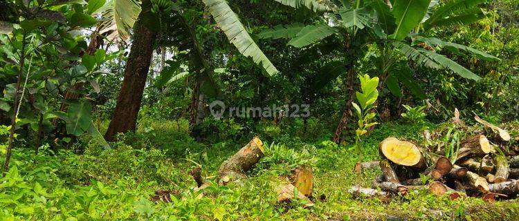 Tanah  cepat di Kalirejo, Singorojo 1