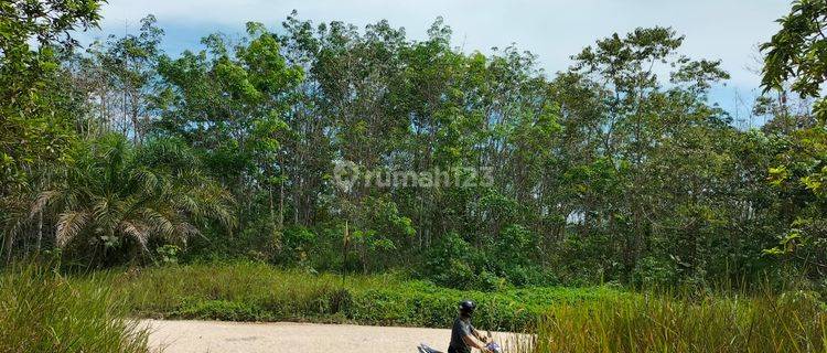 Dijual Lahan Perkebunan Karet Strategis Dipinggir Jalan Ibukota  1