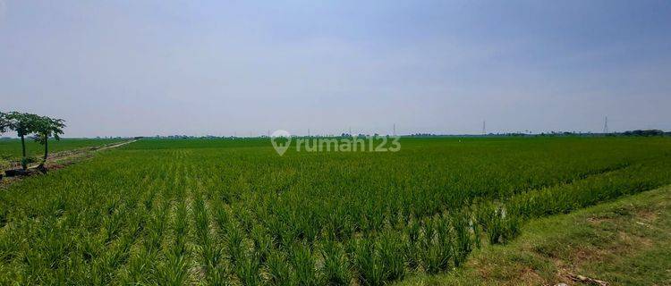 Jual cepat Tanah sawah murah di karawang 1