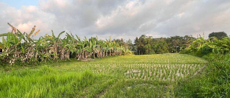 Di Jual Tanah View  Sawah dan Sungai di Jl Kaba Kaba Tabanan 1