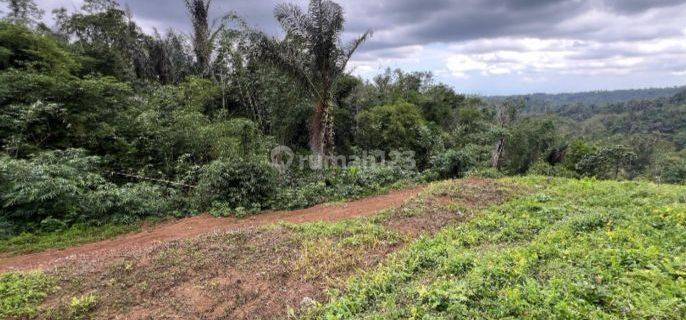 Dijual Tanah Bonus Pohon Durian Di Tabanan TL 1