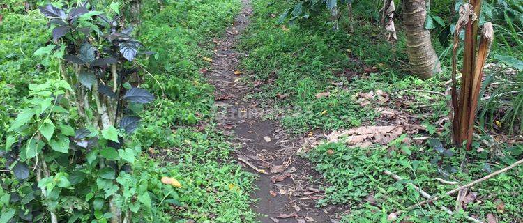 Dijual Tanah Perkebunan Kopi 1 Hektar Murah Di Buleleng Ls 1
