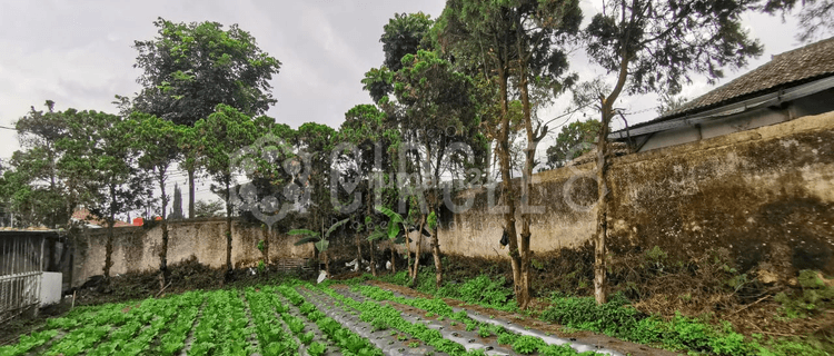 Tanah Mantep Super Luas Area Sejuk di Jayagiri Lembang Bandung 1