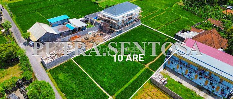 Land For Rent North Canggu Buduk 1