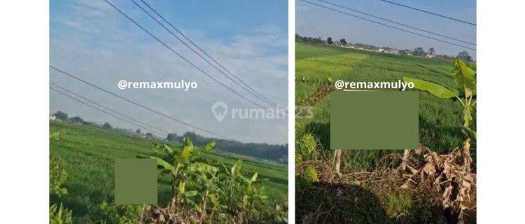 Dijual Tanah Sawah Seluas 112 Ubin Tepi Jalan  1