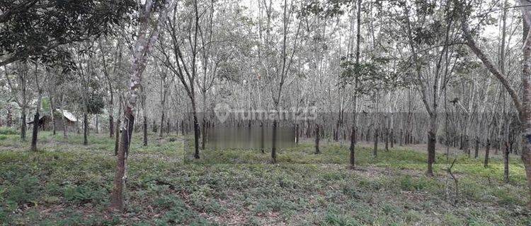 Tanah Berisi Kebun Karet Dan Batang Sengon 1