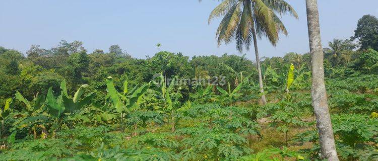 Tanah Kebun Link Bojong Nangka Petir Sudah Shm 1