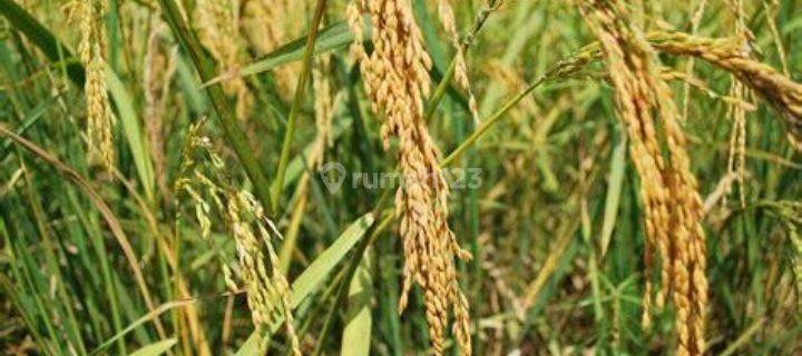 jual sawah disamping desa Banjarsari Ciamis 1