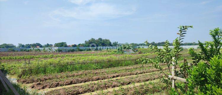 Tanah di Pasir Jengkol Karawang Cocok Untuk Perkebunan 1